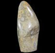 Polished Fossil Coral (Actinocyathus) - Free-Standing #69368-2